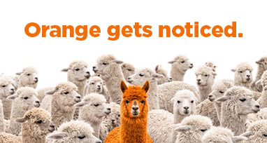 orange llama gets noticed